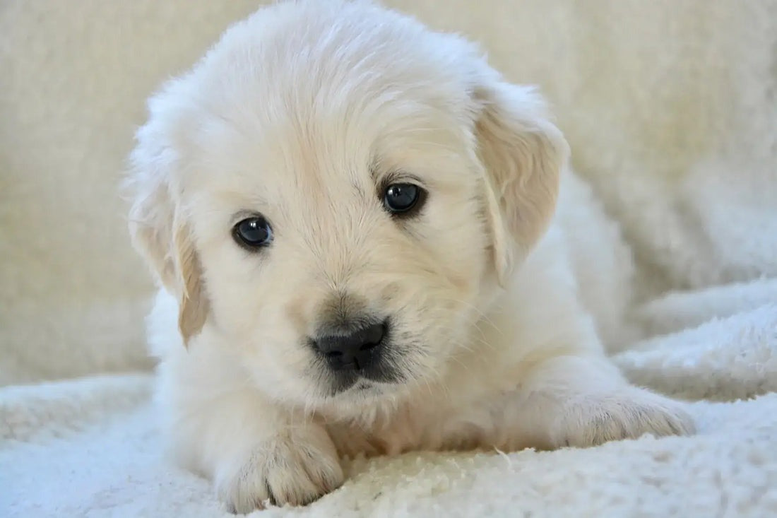 Training Your Dog To Use A Puppy Pad