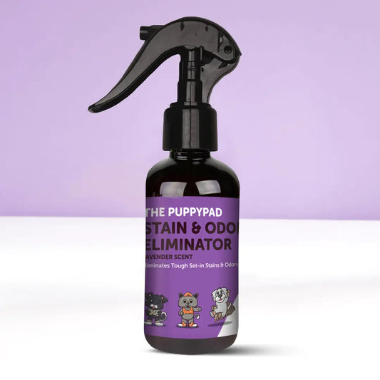 Multi-Pack Stain & Odor Eliminator